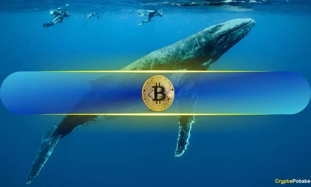 Bitcoin Whales Approaching ‘Max Pain Zone,’ Traders Preparing to Buy Bitcoin Whales Approaching ‘Max Pain Zone,’ Traders Preparing to Buy
