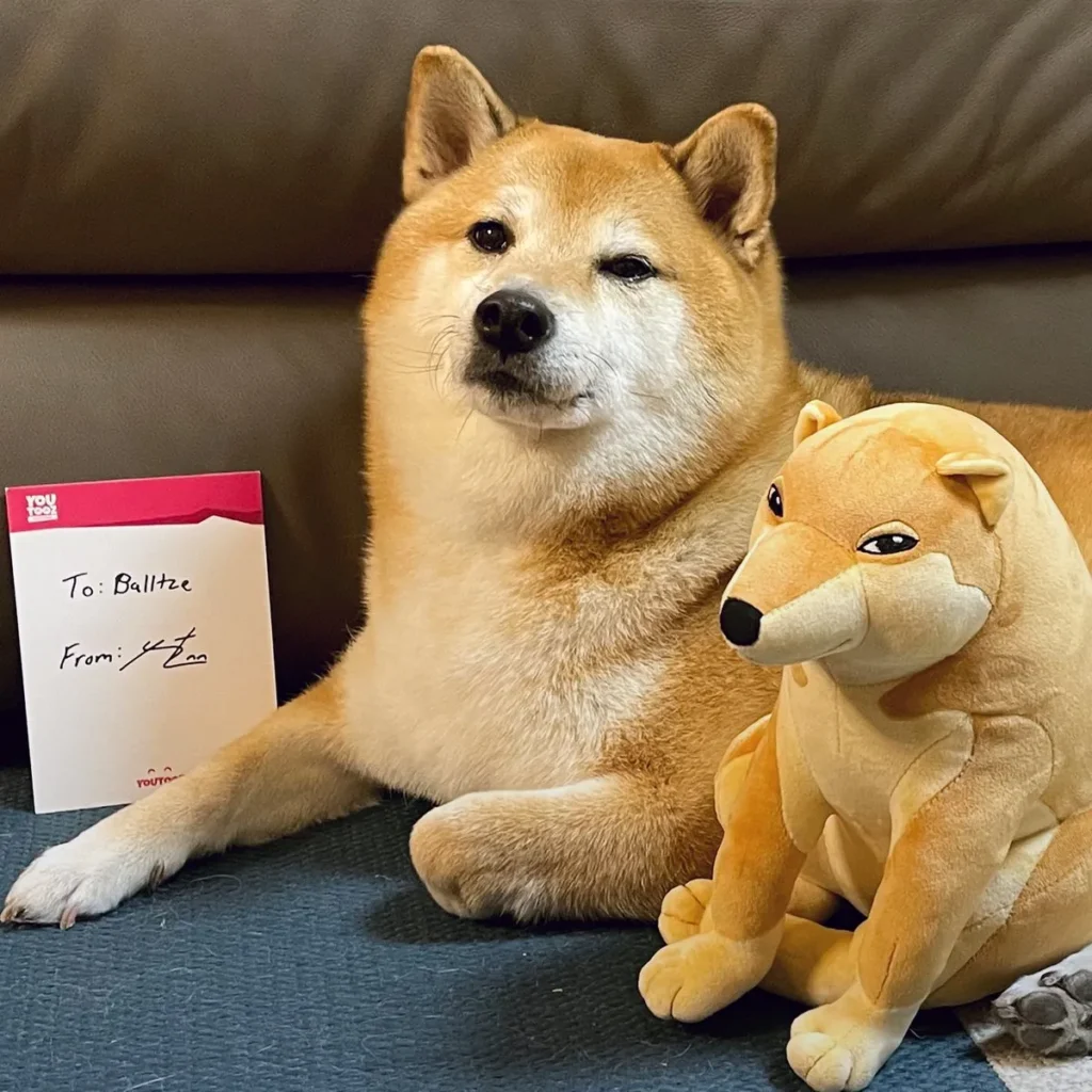 Cheems Celebrates One-Year Anniversary with New Website Launch Cheems Celebrates One-Year Anniversary with New Website Launch