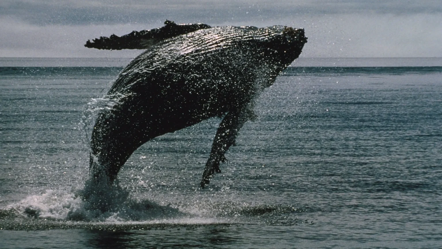 Insider Whale Connected Addresses Show Unrealized Gain Over $15 Milli