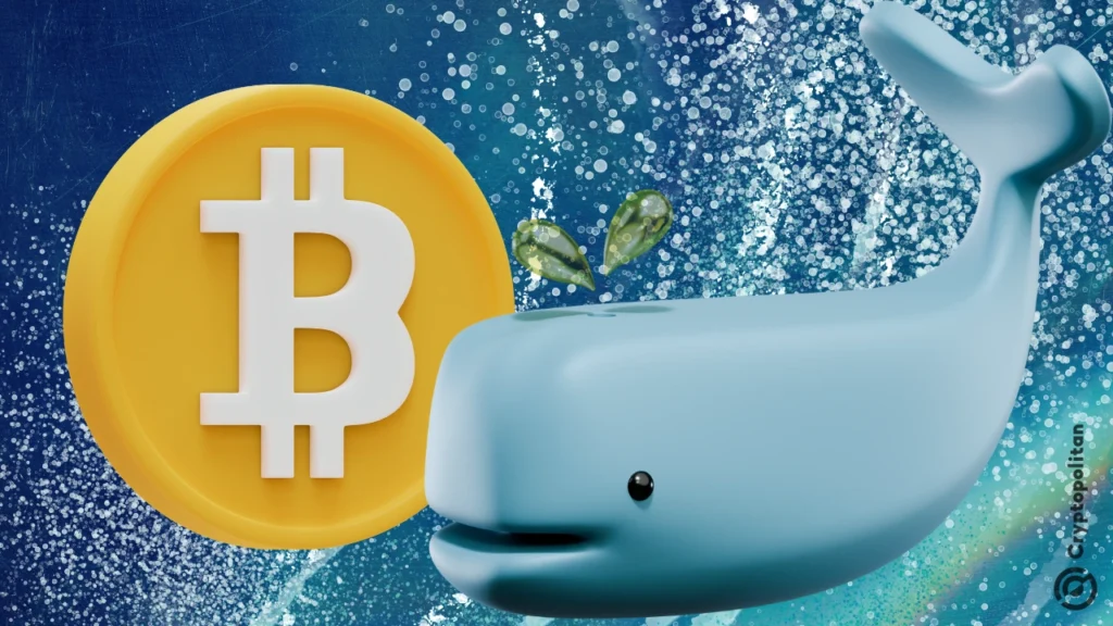 Three Whales Open Long Positions in $BTC and $ETH Worth .53 Million Three Whales Open Long Positions in $BTC and $ETH Worth .53 Million