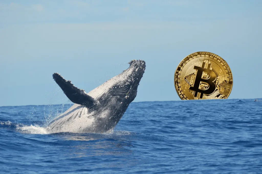Whale Address Accumulates Additional 1030 $BTC Worth 4 Million