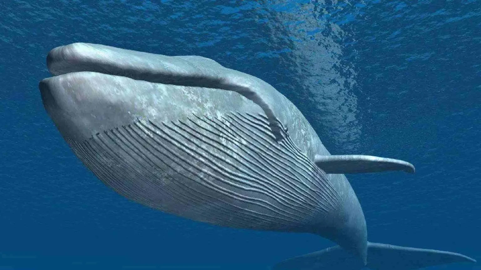 Whale Places Nearly  Million Limit Order to Buy $ETH and $SOL