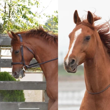 Bitcoins $100,000 Mark: From Milestone to Stress Point in the Market