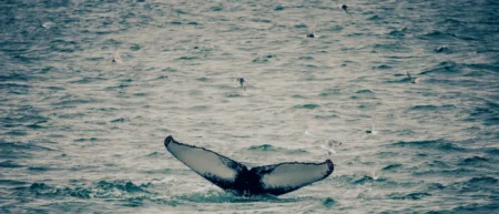 BTC Whale Holds 40,000 ETH Long Position with $2 Million Loss