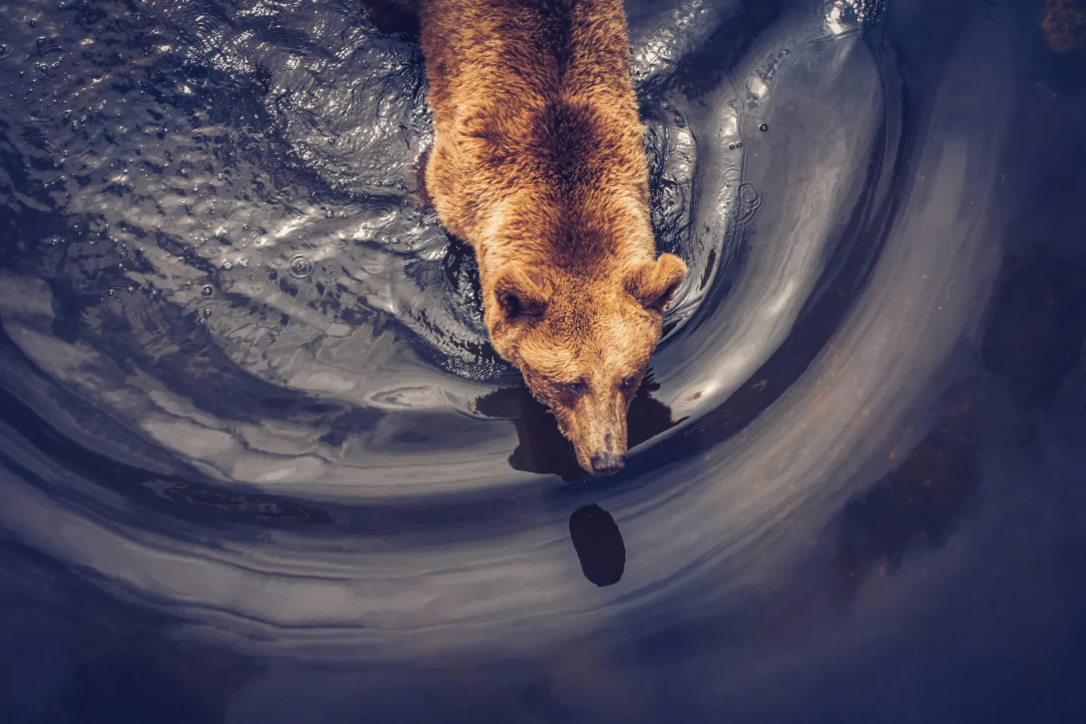 Dogecoin rallies to $ after trumps stimulus proposal - Bpay News