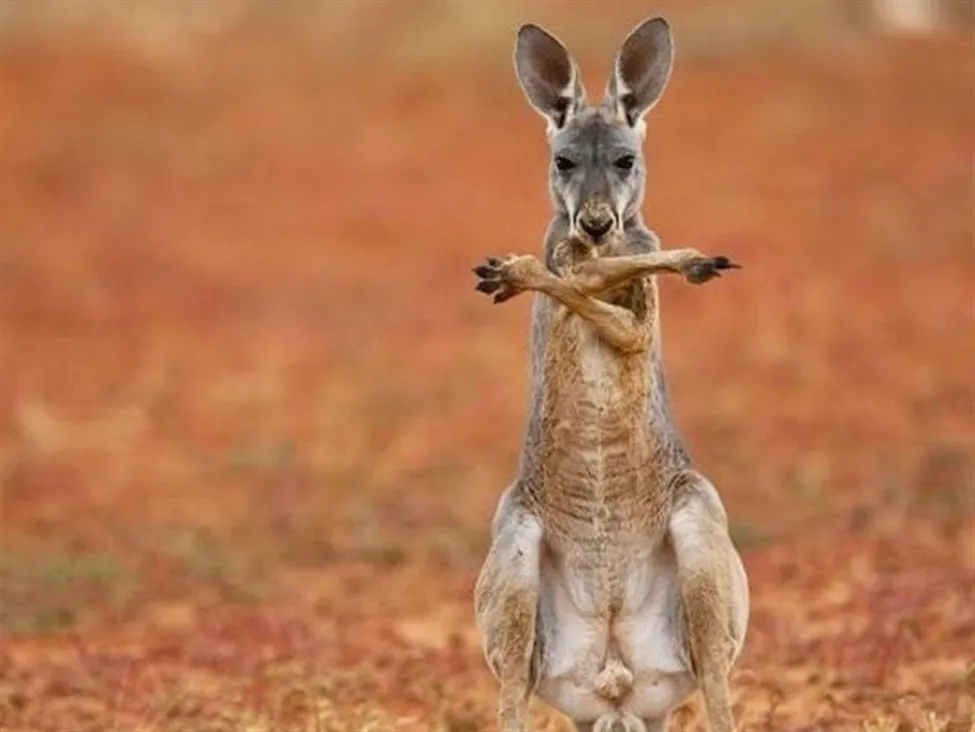 Eu eyes australian resource investments as trade - Bpay News