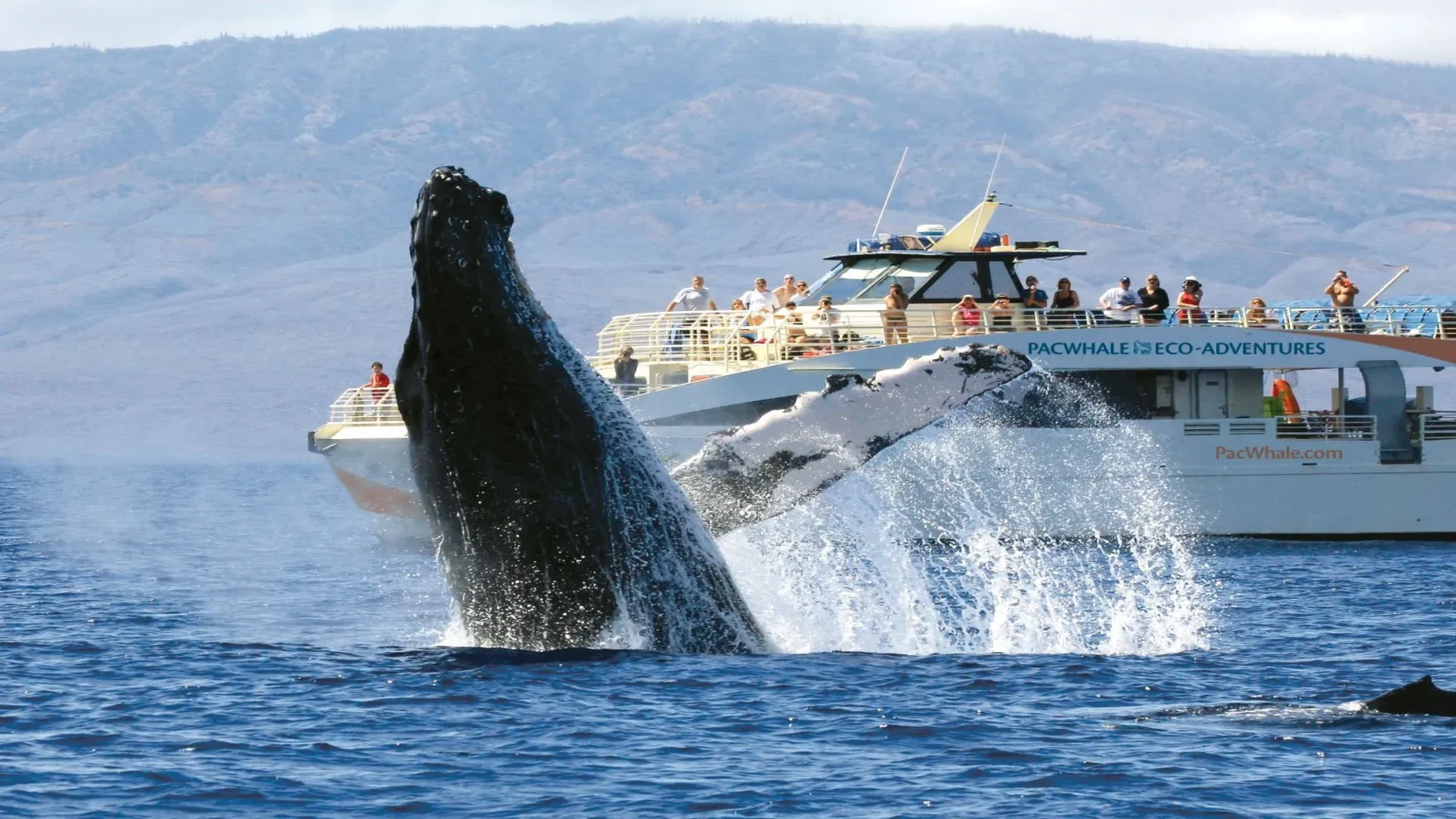 On-chain whale watch reports 100 win rate whale holds 0m long - Bpay News