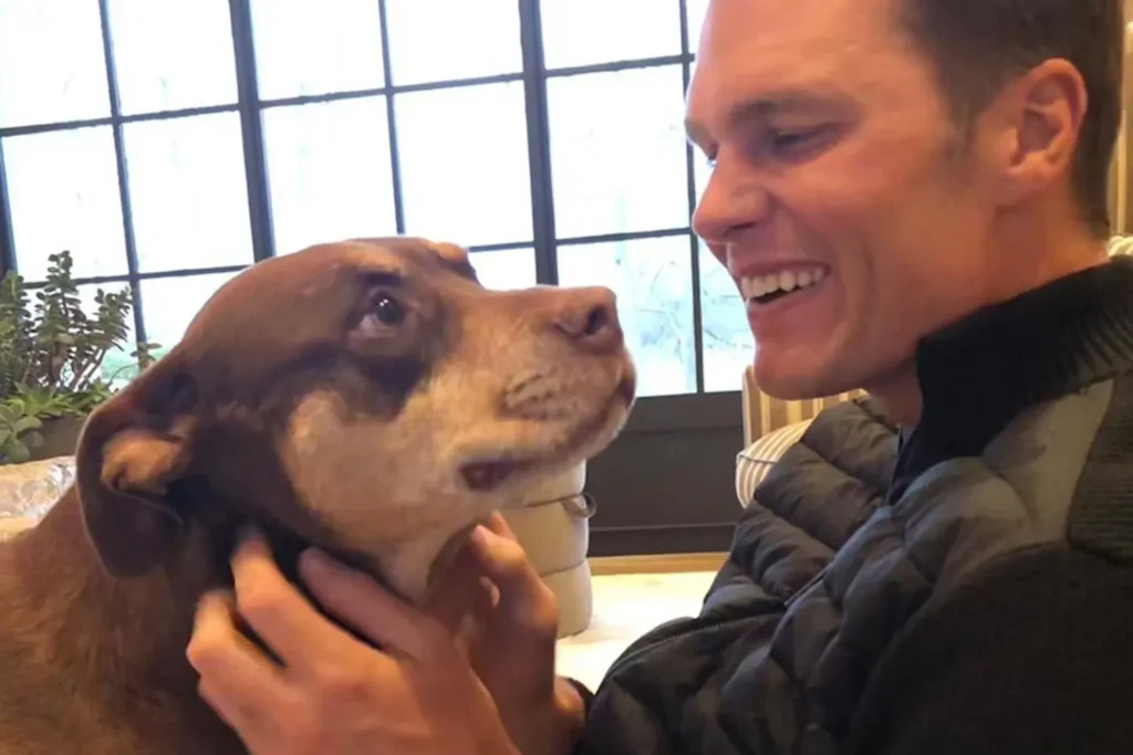 Tom brady clones beloved dog meet the identical new pup - Bpay News