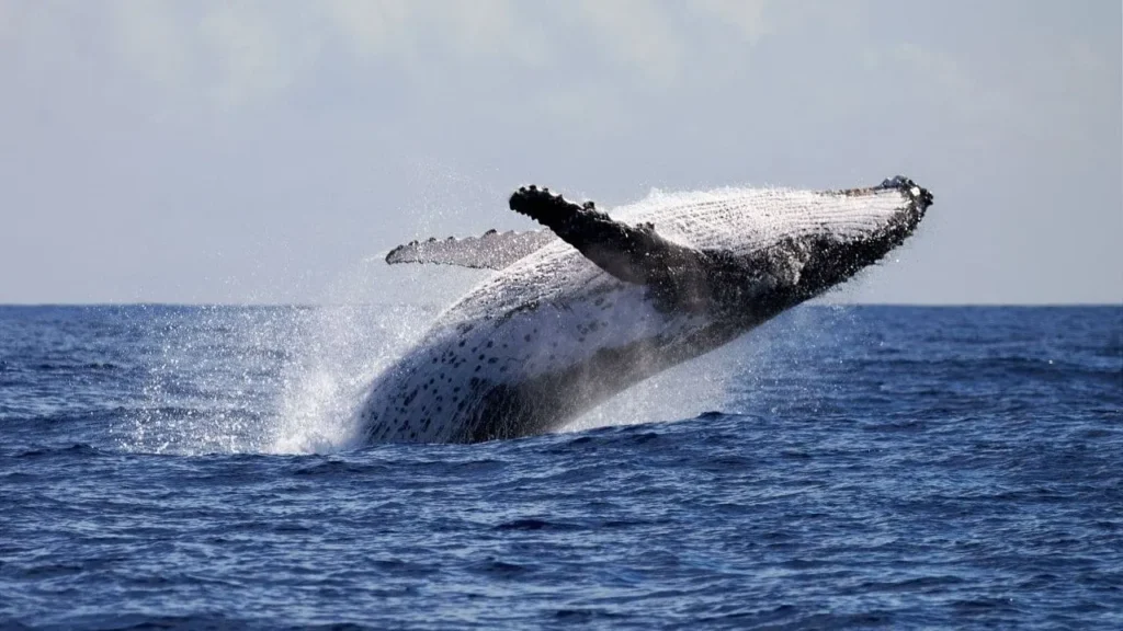 Usdx unpegged at 3887 as whale attempts to buy the dip - Bpay News