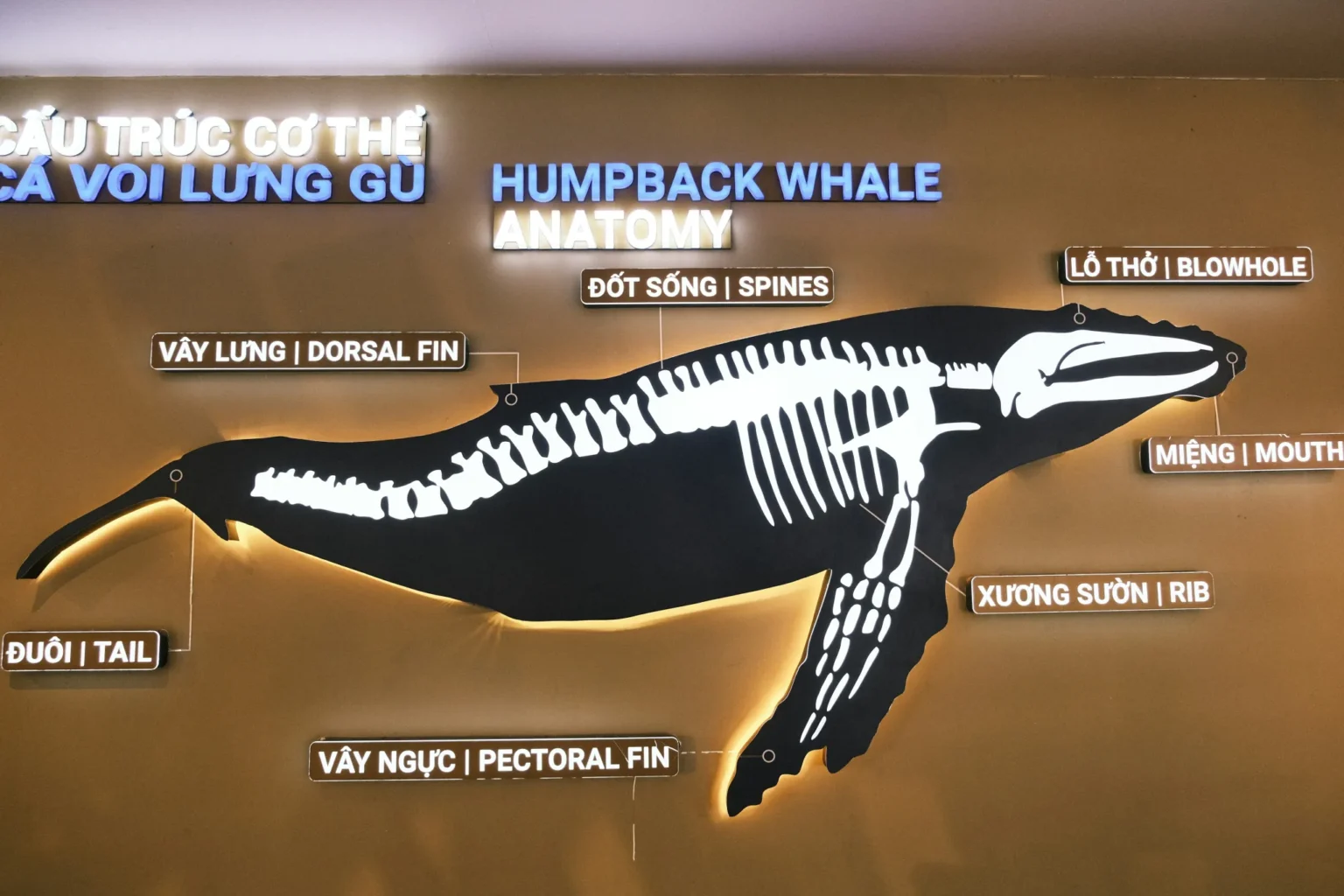 Whale deposits million usdc into hyperliquid with x leverage - Bpay News