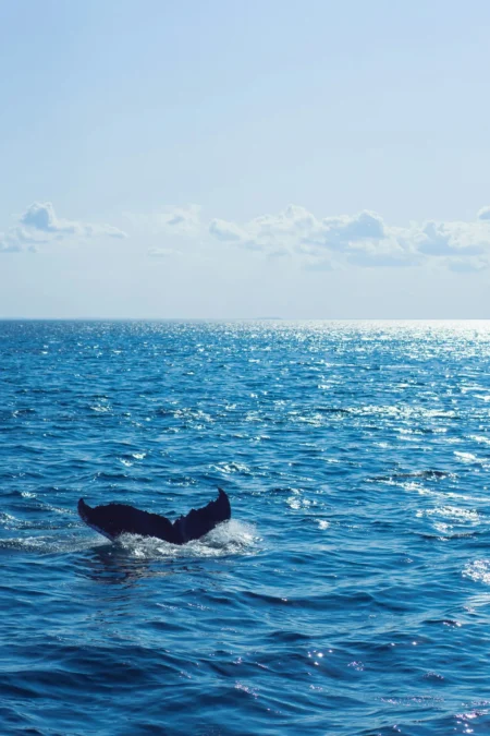 Whale Expands Long $ETH Position to $13.2 Million with Liquidation Pr