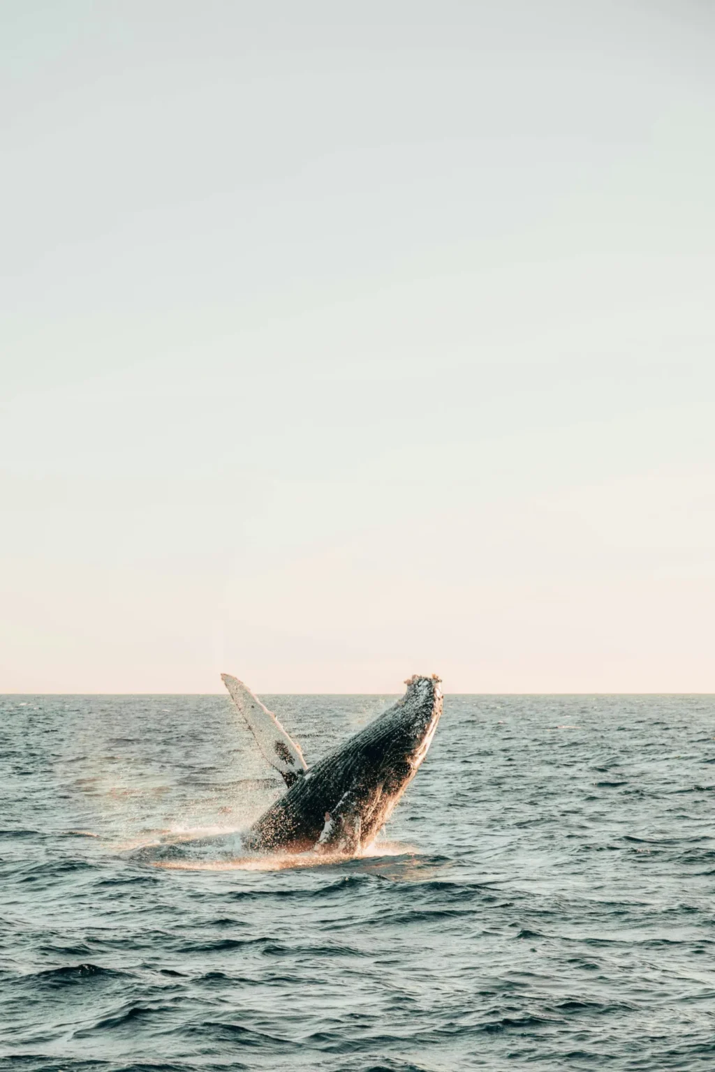 Whale withdraws $eth after previously shorting $eth - Bpay News