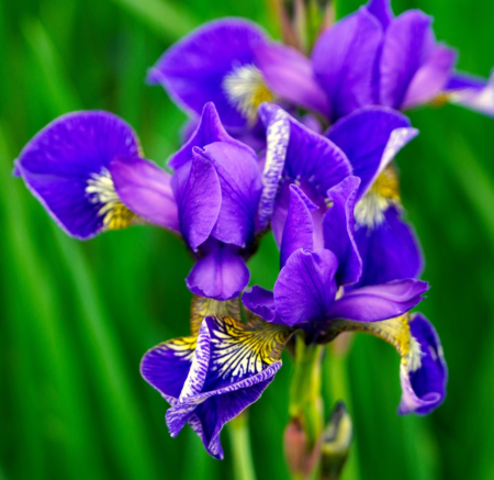 IRYS KRW Pair Launch Announced by Bithumb