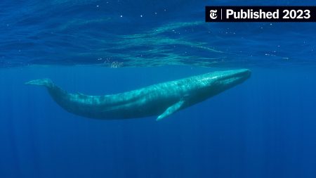 Giant Whale LIT Position Increase Hits $3.59 Million Loss Giant Whale LIT Position Increase Hits $3.59 Million Loss