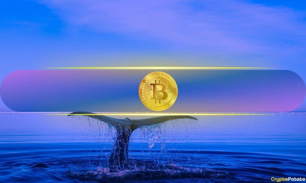Bitcoin Whales Nudge $68K Mark with 20K+ Wallets